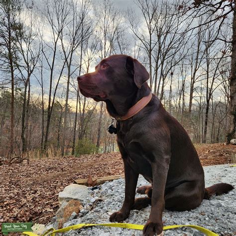 Purebred Chocolate English Labrador Retriever Stud Dog In South East