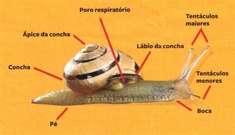 Snails Anatomy The Fascinating Body Of Mollusks Updated