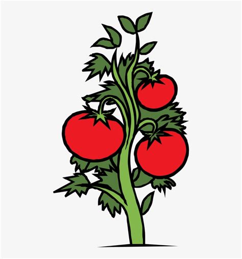 Tomato Plant Drawing at PaintingValley.com | Explore collection of ...