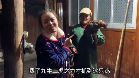 女儿女婿回家待遇好，老丈人丈母娘半夜上树抓鸡，猪肚煲乌鸡大补 Youtube