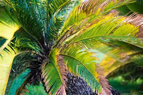 Images 11 Palm Tree Diseases Signs Treatment And Prevention Pretty Backyard