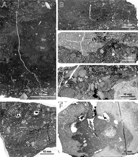 Examples of microfacies in the Miłoszów M0 and M1 sections. A. Burrowed... | Download Scientific ...