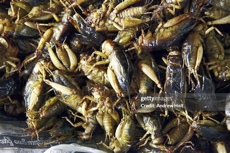 Fried Locusts Food For Eating In Myanmar High-Res Stock Photo - Getty Images