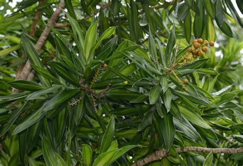 Pleomele Verde Dracaena Reflexa Como Cuidar E Mais Dicas De Cultivo