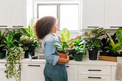 How To Take Care of Indoor Plants | Plant Proper