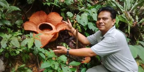 Foto : Bedanya Wisata Bunga Rafflesia di Indonesia dan Malaysia Halaman 2