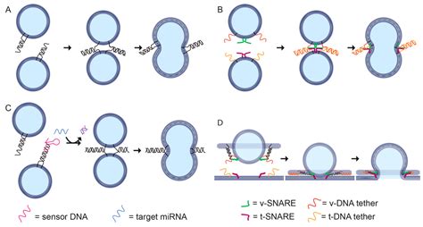 Genes Free Full Text The Fusion Of Lipid And Dna Nanotechnology