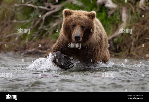 Brown Bear Fishing For Salmon In Alaska Stock Photo Alamy