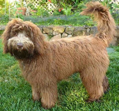 Labradoodle designer dog breed - Labs x Poodles hybrid - info and images