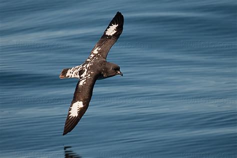 Cape Petrel Pictures and Photos - Photography - Bird | Wildlife ...