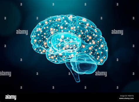 Human Brain Cerebral Or Neuronal Activity Concept Science Cognition