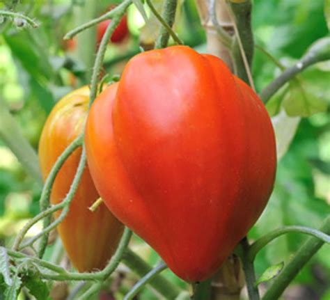 30 Graines Tomate BIO Ancienne Coeur De Boeuf Veritable Jardin Bio