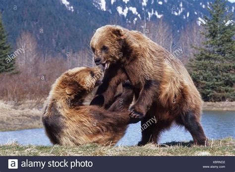 Grizzly Bears Fighting Stock Photos & Grizzly Bears Fighting Stock ...