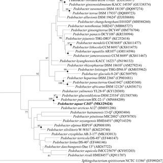 Maximum Likelihood Phylogenetic Tree Of Strain CJ43T And Related Type