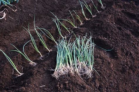 Plantio De Sementes De Cebola Foto De Stock Imagem De Dezembro