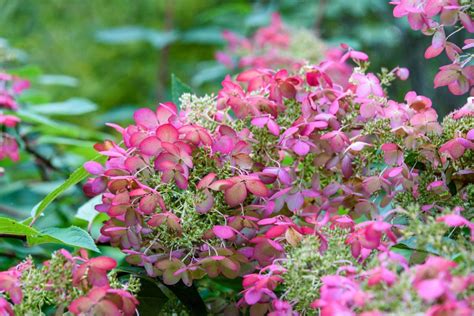 The Best Time To Prune Oakleaf Hydrangeas