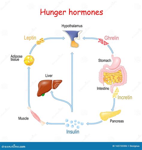 Hunger Hormones Insulin Ghrelin Incretin And Leptin Stock Vector