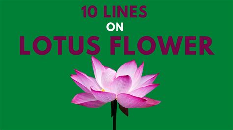 Lines On Lotus Flower Short Essay On Lotus Flower In English Few