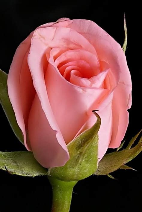 Rose Buds Pink Rose Bud Roses Pinterest Pink Photos And Chang E 3