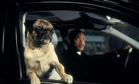 Frank The Pug Sings THIS Song In “Men In Black 2”, And It’s Hilarious!