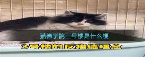 猫德学院三号楼是什么梗意思抖音热梗含义出处知事网