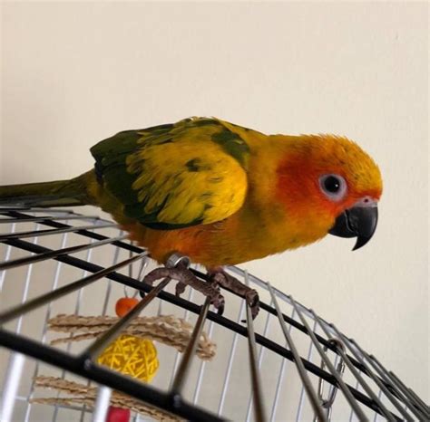 BUY SUN CONURE PET BIRDS SAVIARY