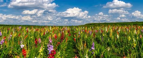 Deeper Meanings Behind the Gladiolus Flower, Explained