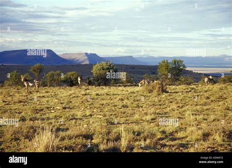 Mountain Zebra National Park Cradock Great Karoo Eastern Cape South