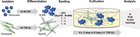 D Scaffoldbased Macrophage Fibroblast Coculture Model Reveals Il