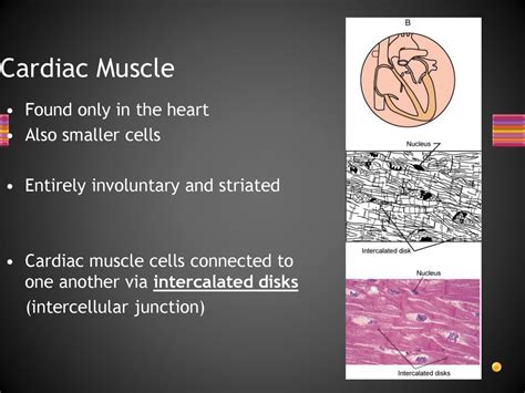 Membranes Epithelial Tissue Connective Tissue Mucus Membranes Ppt Download