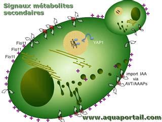 M Tabolite D Finition Et Explications