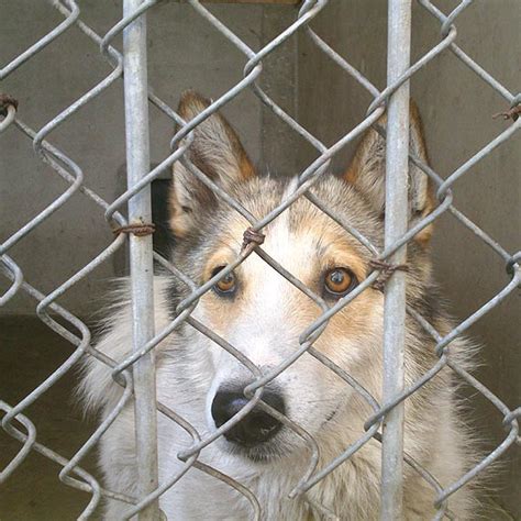 Świnoujście iswinoujscie pl Znaleziono psa rasy husky