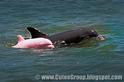 A PINK DOLPHIN | The World Of Fun Cutee Group