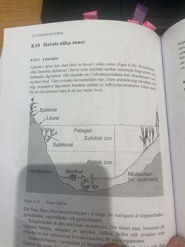 Ekologi Missade Ord Flashcards Quizlet