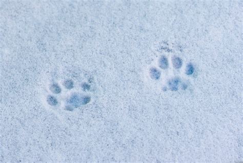 Cat Paw Prints In Snow