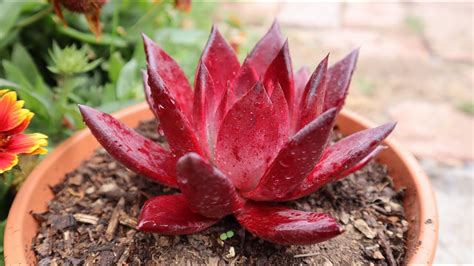 C Mo Cuidar De La Echeveria Agavoides Romeo Rubin Echeveria Roja