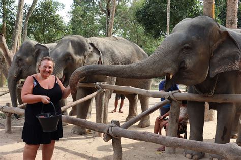 Elephant Jungle Sanctuary Samui Bophut All You Need To Know Before