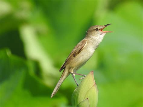 Oriental Reed Warbler (Acrocephalus orientalis) - Bali Wildlife