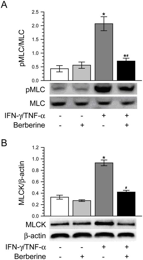 Berberine Inhibits Ifn C And Tnf A Induced Increases Of Mlc