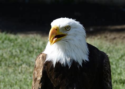 Free stock photo of bald eagle, bird of prey, eagle