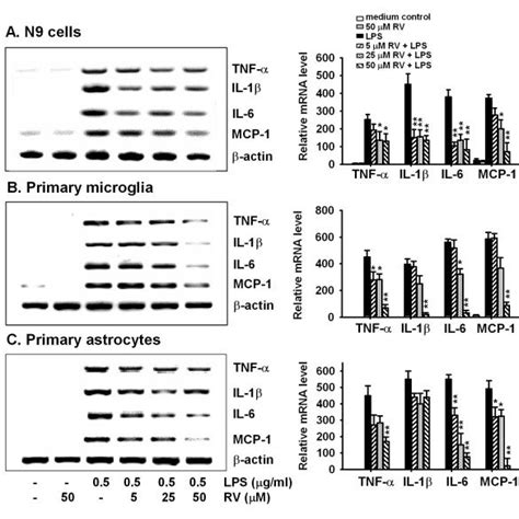 Resveratrol Inhibits LPS Induced Cytokine MRNA Expression In Glial