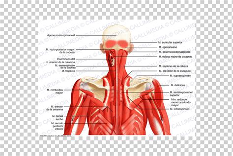 Triángulo Posterior De La Cabeza Del Cuello Y Anatomía Del Cuello