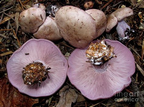 Blewits Photograph By Timothy Myles Fine Art America