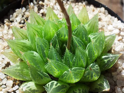 Haworthia Cooperi Coopers Haworthia World Of Succulents