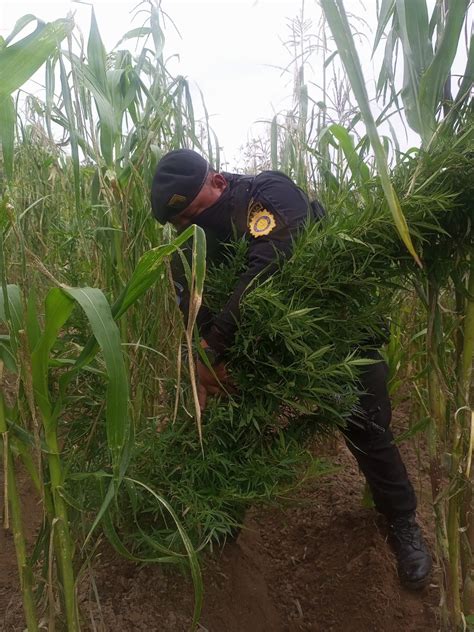 Destruyen Plantaciones De Marihuana En Totonicap N Agencia