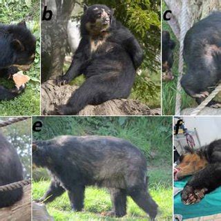 Progression of alopecia in female spectacled bear Barbara. (a) 2001,... | Download Scientific ...