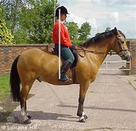 Horse Riding Lessons Position Of The Lower Leg Hubpages