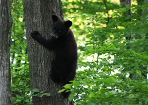 Free picture: black bear, cub