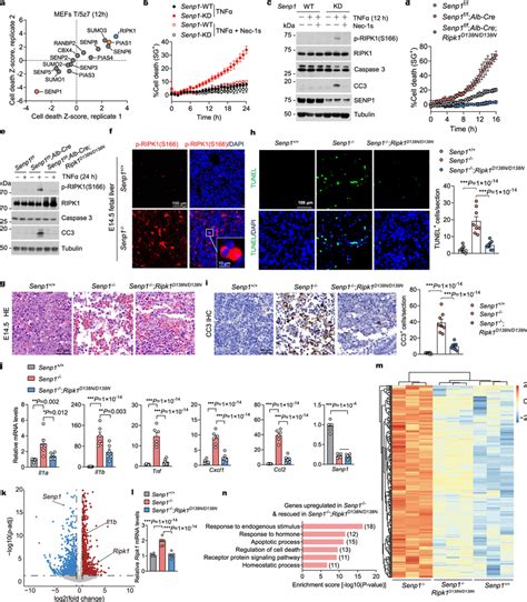 Senp1 Suppresses Ripk1 Dependent Apoptosis During Embryonic Fetal Liver