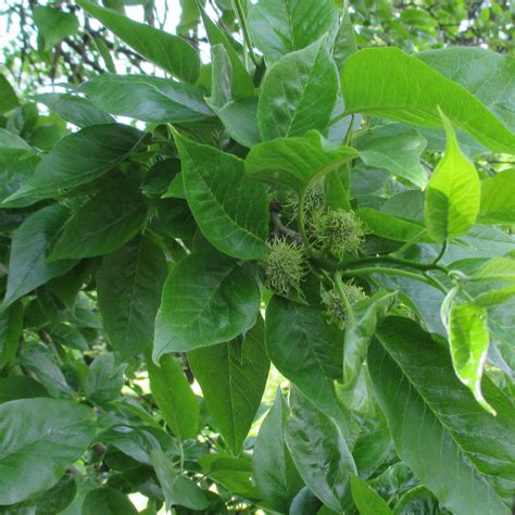 Maclura Pomifera In Roath Park Botanic Garden